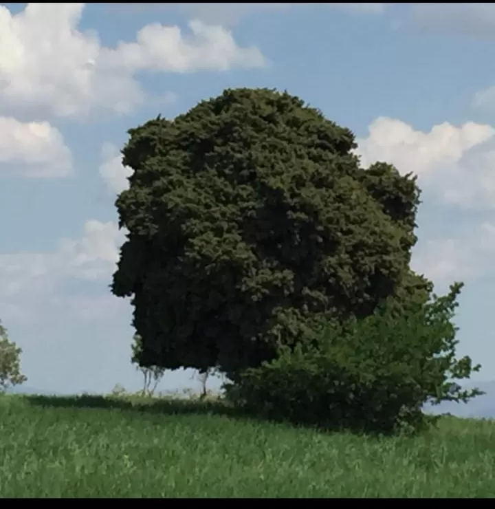 ELAZIG DA AGAÇTA İNSAN FİGÜRÜ DİKKAT ÇEKİYOR