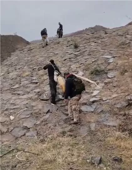 MURAT NEHRİ'NDE DEV TURNA ŞAŞIRTTI: BALIKÇILAR 60 KİLOLUK BALIĞI ÇAM SIRIĞA BAĞLAYARAK TAŞIDI